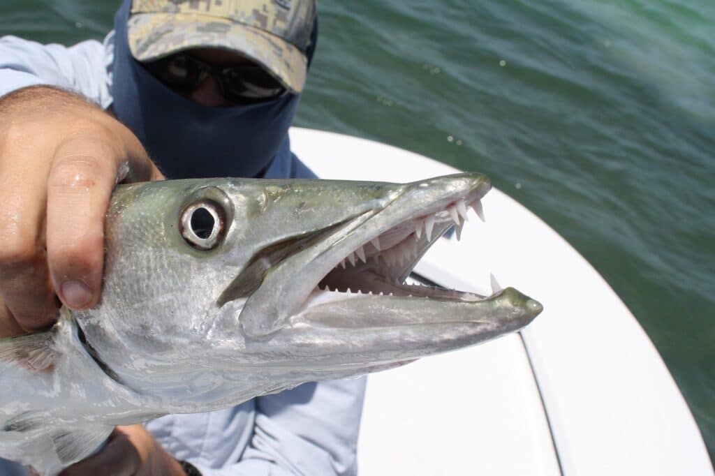 Fish in the Florida Keys