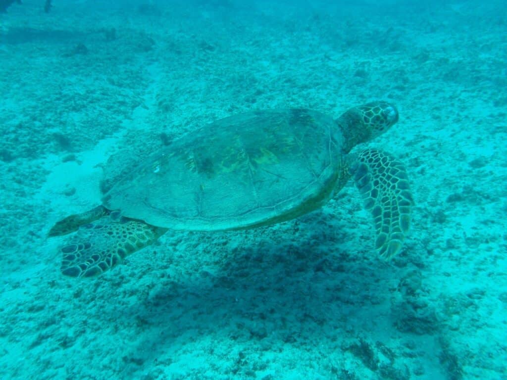 sea Turtle