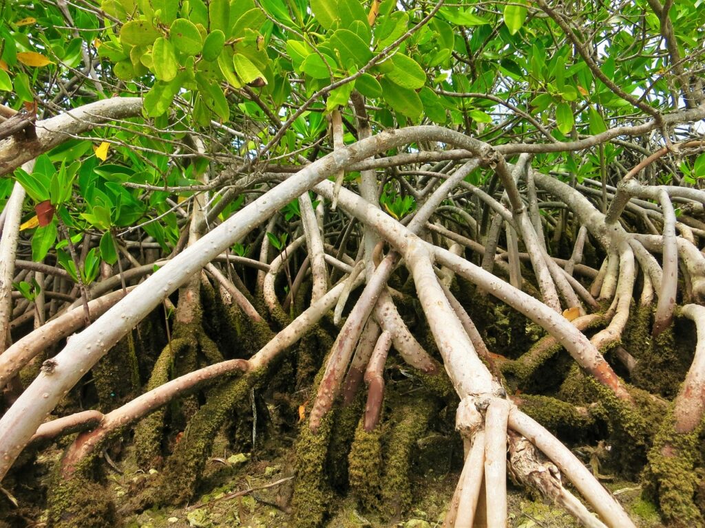Mangroves in Florida