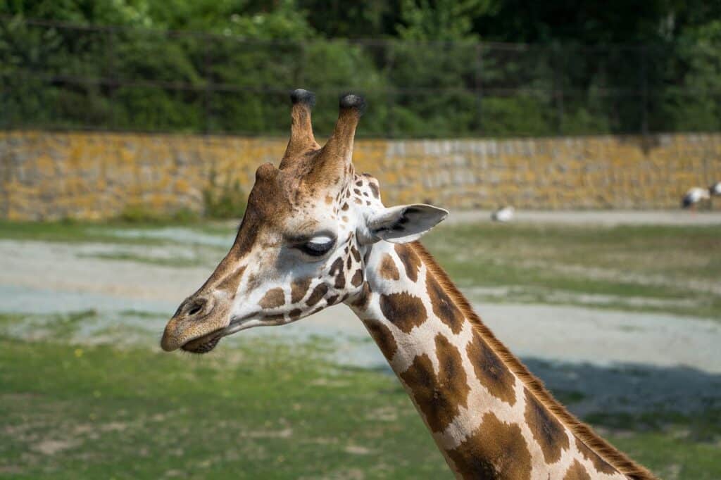 Giraffe 