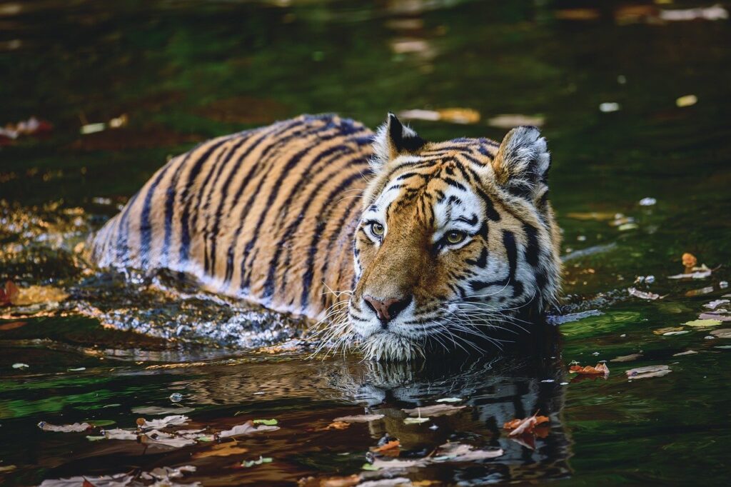 Tiger in the water 