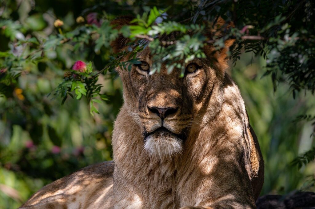 Lionness in the trees 