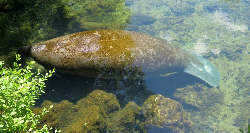 manatee